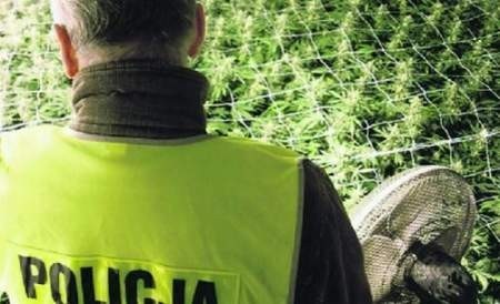 Policjanci odkryli iście &amp;#8222;profesjonalną&amp;#8221;narkotykową plantację, z blisko 500 drzewkami - fot. archiwum  KPP w Wągrowcu