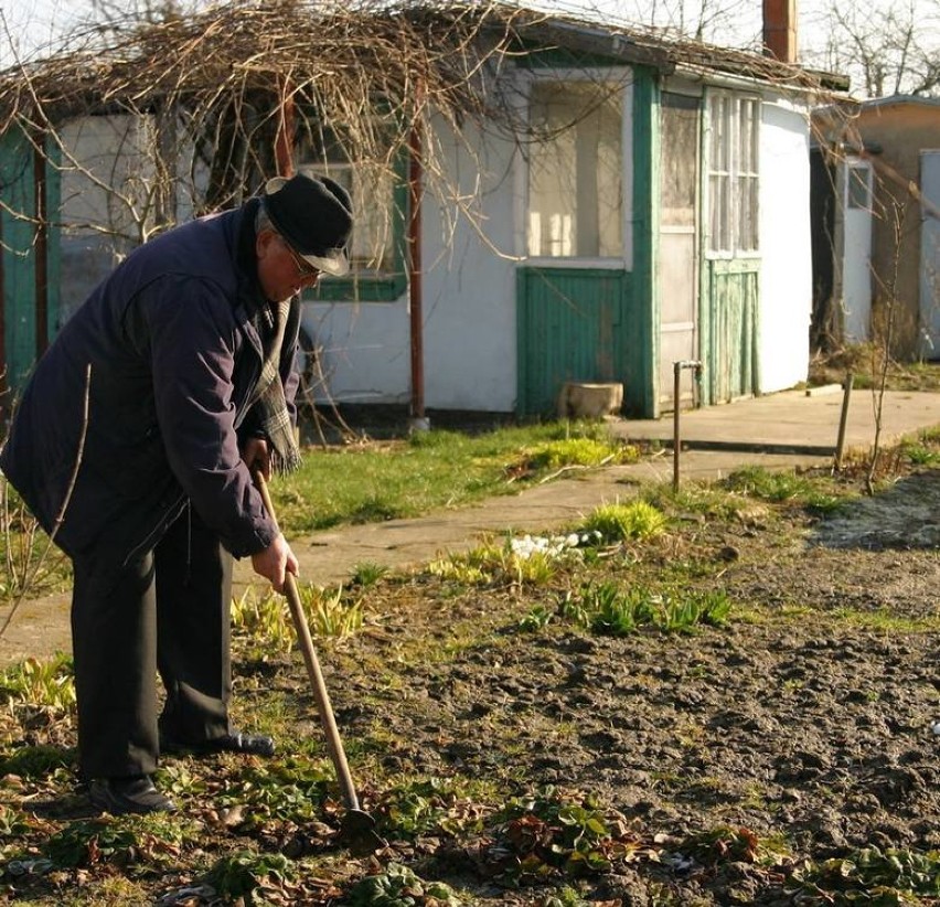 Spora rzesza nowych działkowiczów pojawiła się  w Rodzinnych...