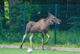 Malbork. Łoś biegał na Stadionie Miejskim [ZDJĘCIA]. "Odwiedził" młodych piłkarzy na treningu 