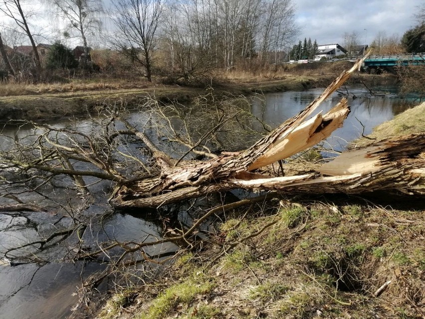 Spory zator będą mieli do ominięcia kajakarze, uczestniczący...