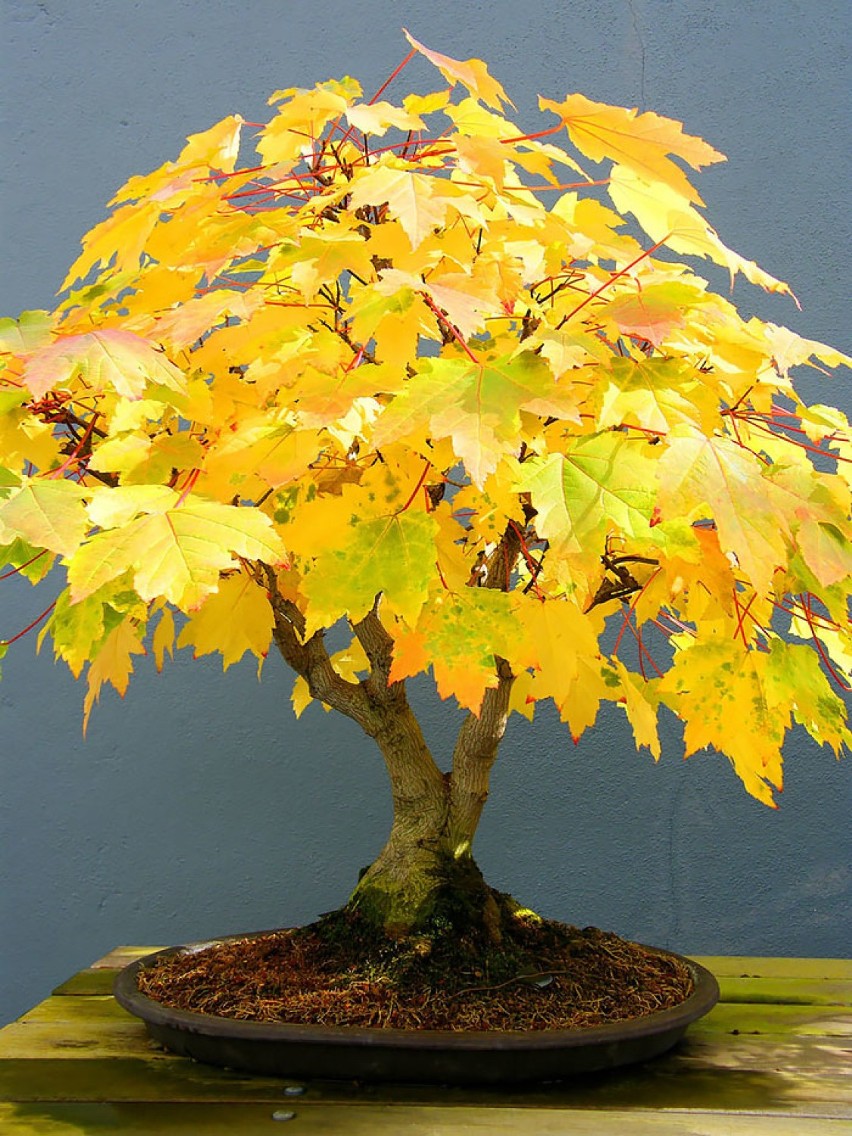 Drzewka bonsai, czyli świat w miniaturze. Niektóre mają...