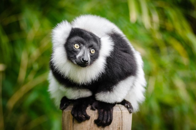 Czarno-białe lemury wari zamieszkają w Gdańskim Ogrodzie Zoologicznym po raz pierwszy
