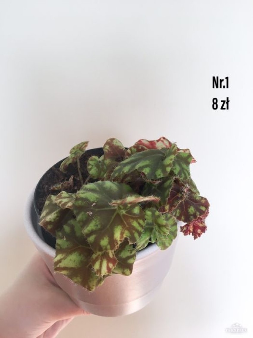 Begonia epipremnum zielistka fatsja japonska roslina...