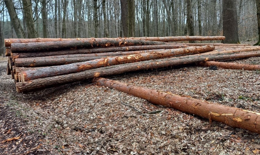 Wycinka drzew realizowana w lasach w Zwonowicach