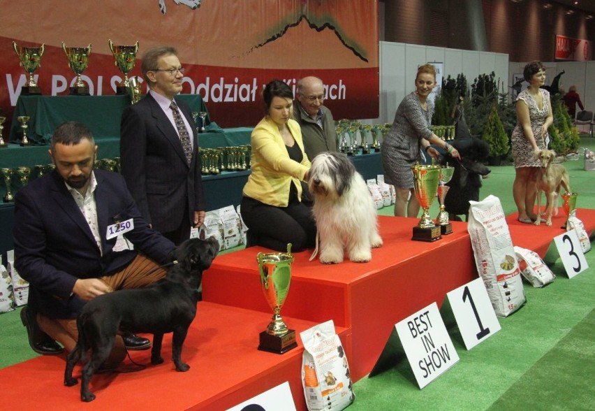Lara z Krakowa zdobyła tytuł Najpiękniejszego Psa X Międzynarodowej Wystawy Psów Rasowych w Kielcach