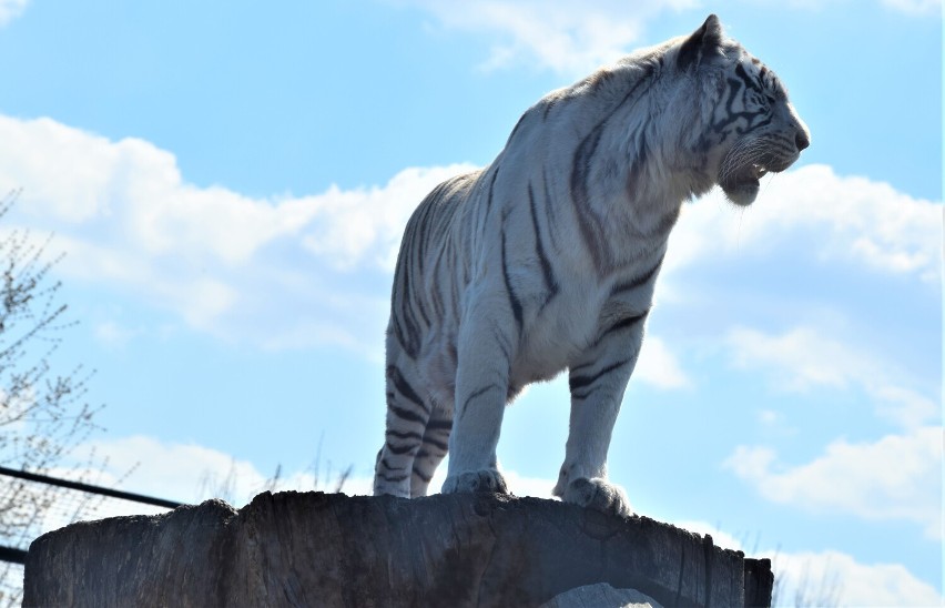 Majówka 2022 w Zoo Borysew koło Poddębic. Najmłodsi mieszkańcy, dodatkowe karmienia i godziny ZDJĘCIA