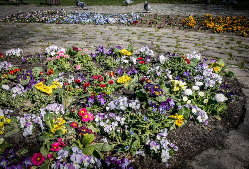 W Gdańsku zakwitły trawniki, miejskie klomby i kwiaty w...