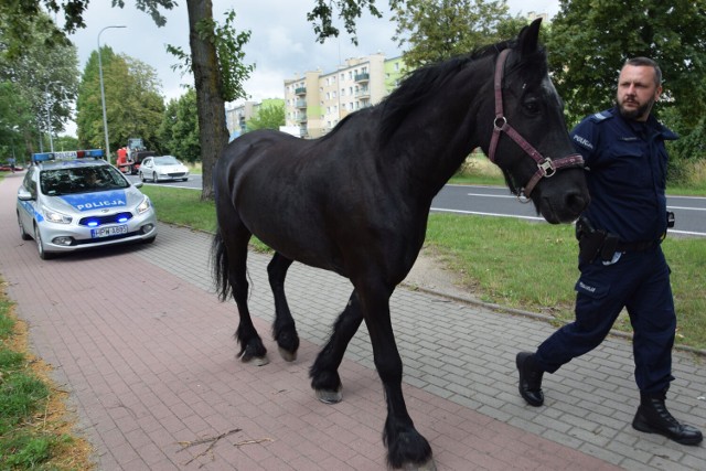 Policjant odprowadza konia do właściciela