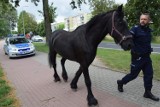 Koń-recydywista znowu kłusował po ulicach Szczecinka. Policja traci cierpliwość [zdjęcia]