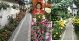 Elżbieta Caban z Wielunia wyróżniona w wojewódzkim konkursie na najpiękniejsze ogrody i kwiaty. Zobaczcie, jak u niej pięknie