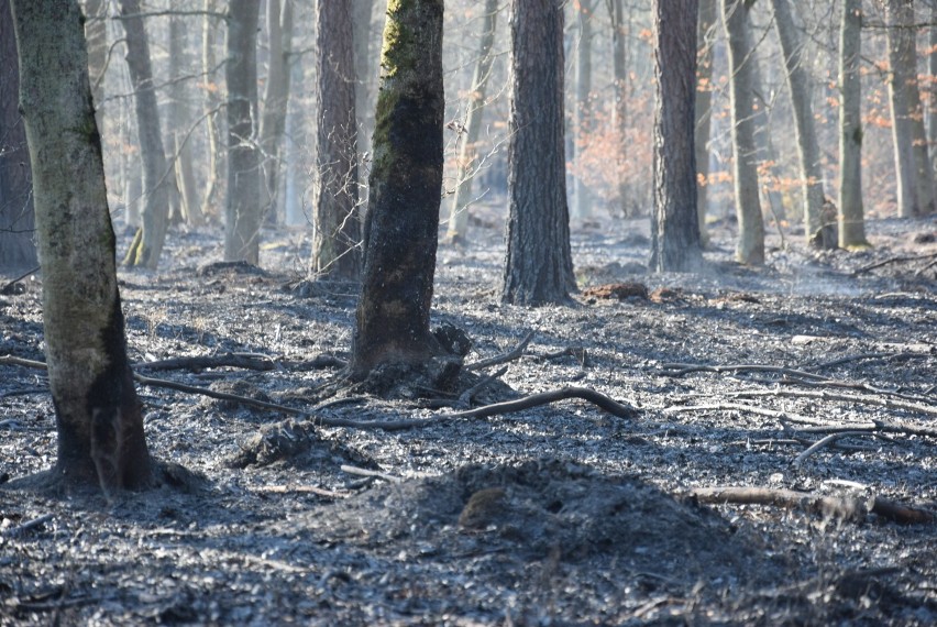 Straduń. Spalony las w nadleśnictwie Trzcianka