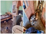 Limanowa. TOZ szuka domów dla 21 psów. Żyją w strasznych warunkach pod opieką dwójki schorowanych staruszków [ZDJĘCIA]