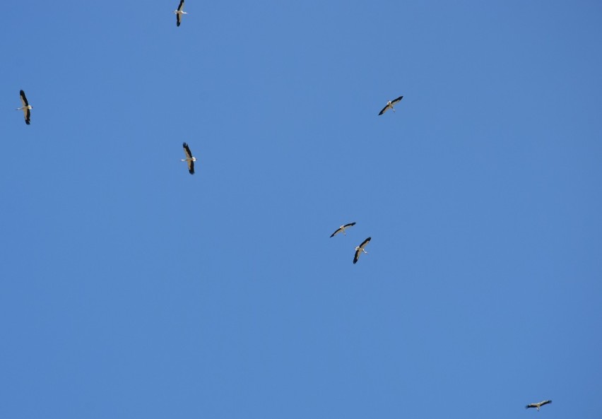 Rodzinne loty bocianów w okolicy Wysokiej. Młode bociany wylatują na pierwsze loty [ZDJĘCIA]