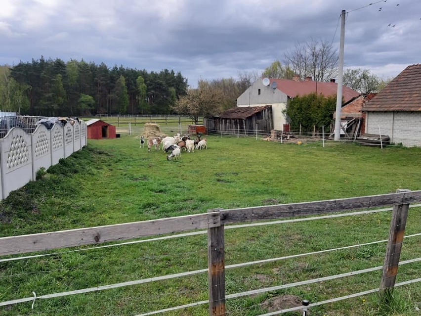 Free Animals Kalisz uratowało kilkanaście zwierząt ZDJĘCIA