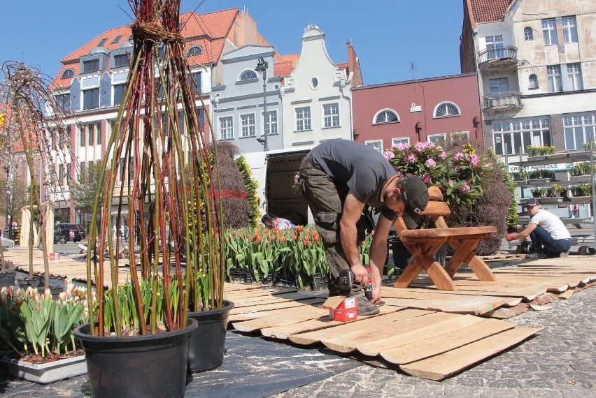 5,2 tysiąca kwiatów „wyrosło” w czwartek na Rynku w...