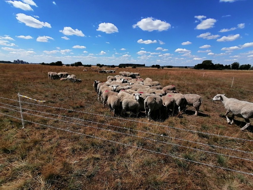 Lotnisko Leszno. Lotnisko w Lesznie „zatrudniło” owce do koszenia trawy. Tanie i ekologiczne rozwiązanie [ZDJĘCIA I WIDEO] 