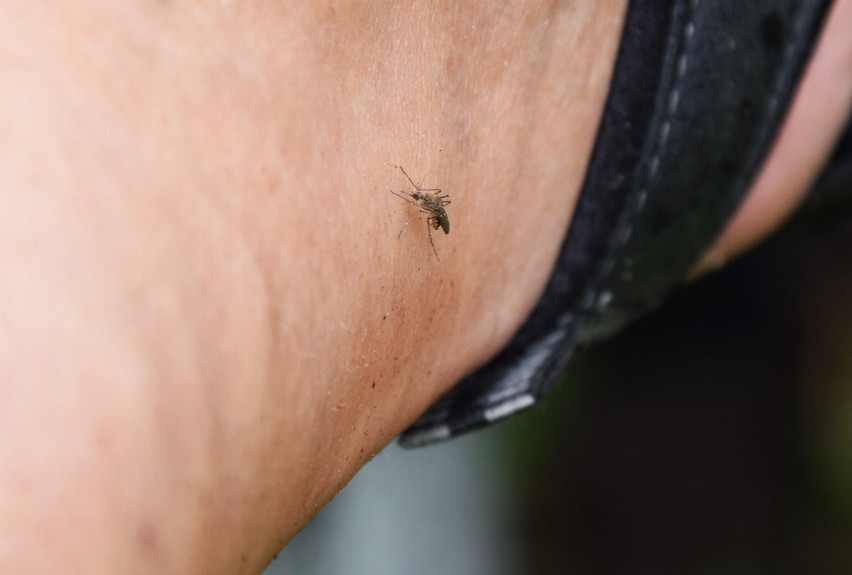 Komary w Zielonej Górze gryzą tak, że nie da się wytrzymać!
