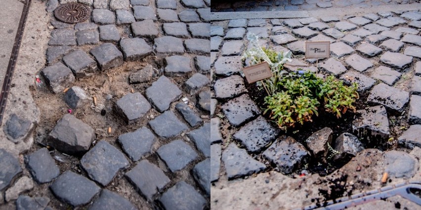 M.in. na Starym Rynku i ulicy Wrocławskiej zielenią...