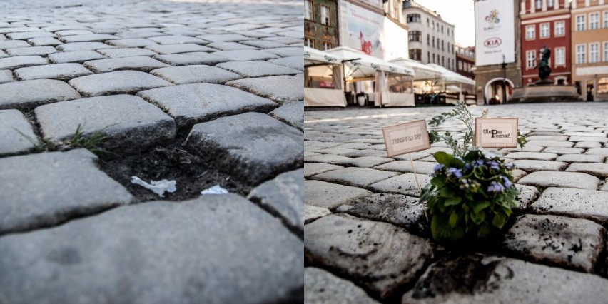 M.in. na Starym Rynku i ulicy Wrocławskiej zielenią...