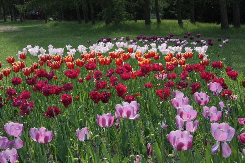 Zapraszamy do odwiedzania Arboretum Leśnego im. prof. Stefana Białoboka w Stradomi koło Sycowa (GALERIA)