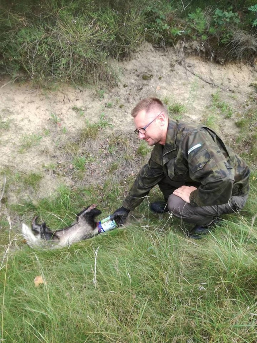 Sporo szczęścia miał borsuk, który skusił się na owady...