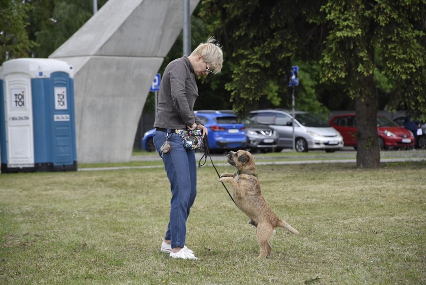 Podczas imprezy w Mościcach można było podziwiać różne rasy...