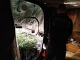 Zabrze: policjanci zlikwidowali domową plantację marihuany. ZDJĘCIA