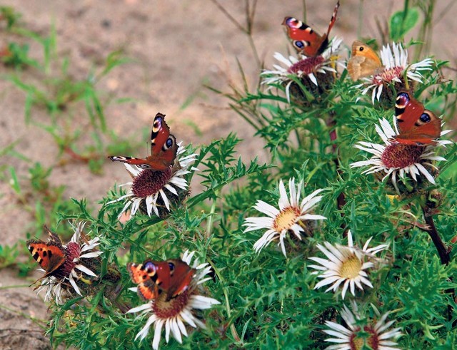 Dziewięćsił obsiadły motyle &#8211; taką ciekawostkę przyrodniczą można wypatrzeć w ogrodzie. Na małym zdjęciu kwitnące liliowce.
