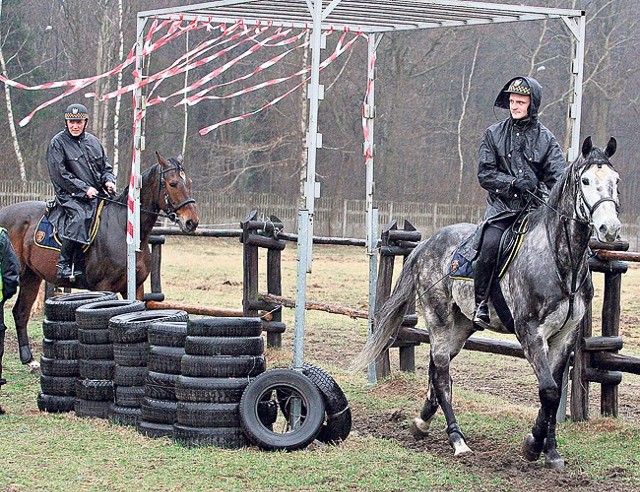 Podczas treningu konie strażników miejskich muszą przejść m.in. przez wąskie bramki