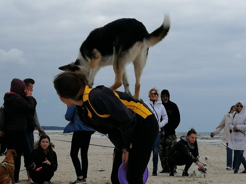 Rekordowe OgOnisko 2019 - szczęśliwe psy i ludzie na plaży