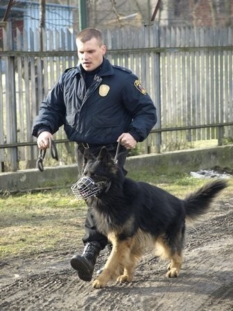 TOP 10 psów krakowskiej Straży Miejskiej [ZDJĘCIA]
