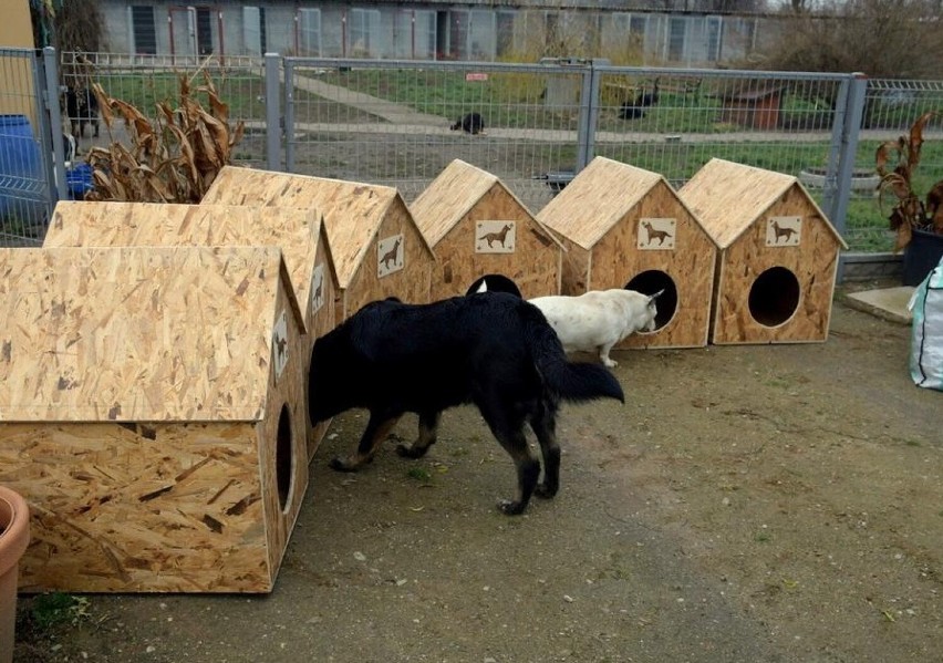 Więziennicy przekazali schronienia dla psów [zdjęcia]