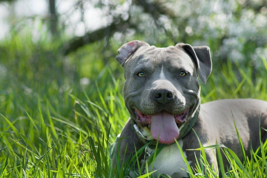 Amerykański pit bull terrier...