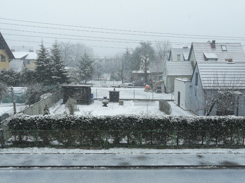 Ostatni atak zimy w Goleniowie? Nad miastem przeszła śnieżyca - ZDJĘCIA