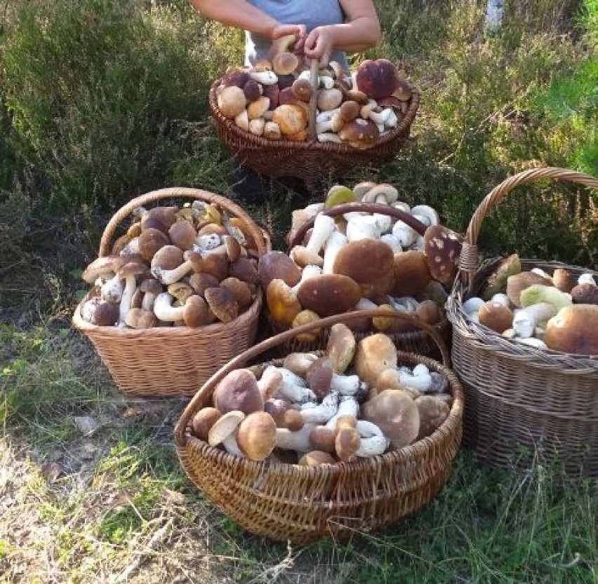 Takie zbiory grzybów z lasów koło Szczecinka [zdjęcia]