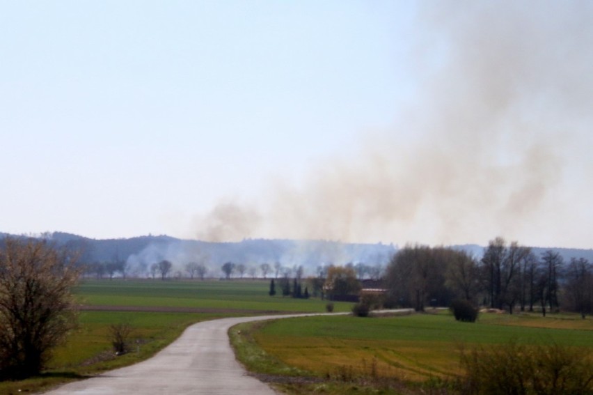 Płonęły trawy w okolicach Szczepowa. Strażacy walczyli z żywiołem. ZDJĘCIA