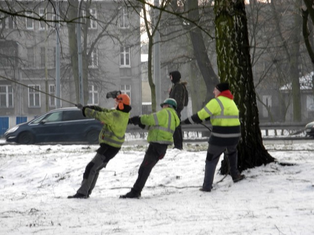 Na wycinkę dał zgodę konserwator zabytków.