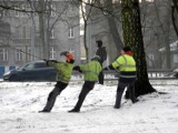 Trwa wycinka topoli w parku nad Iną. Zetną tam sześć drzew  