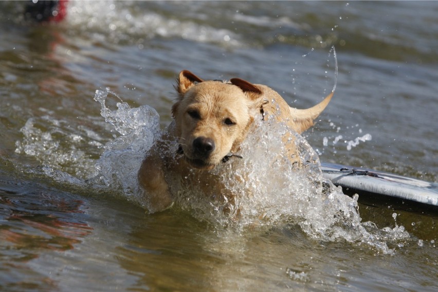 Zakaz wprowadzania psów na plażę w Sopocie [MAPA WYBIEGÓW] Do sądu trafiła skarga