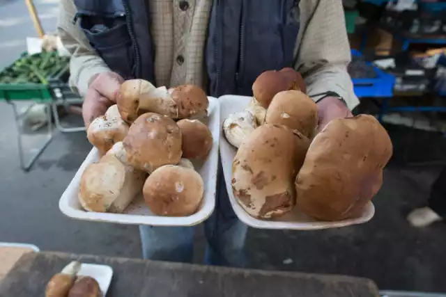 Zaginięciach osób podczas grzybobrania. Jak uniknąć takich zagrożeń?