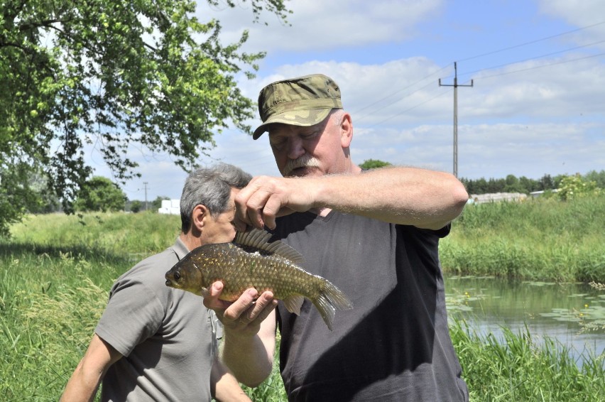 Kościan. Pierwsze po kwarantannie zawody wędkarskie na kanale Obry