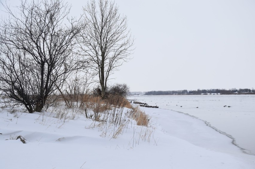 Mikoszewo: Wisła w zimowym wydaniu. Okolice rzeki w śnieżnej scenerii