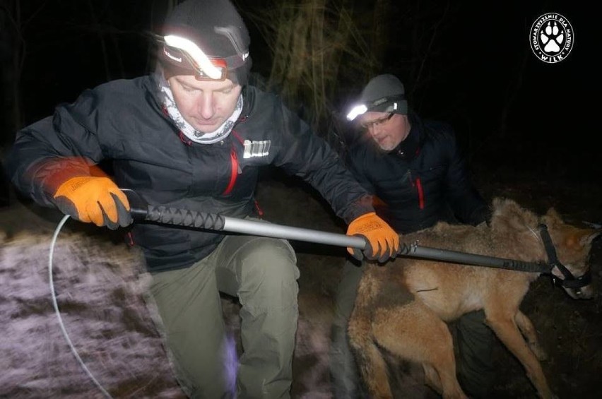 Ratownicy ze Stowarzyszenia dla Natury Wilk przebyli blisko...