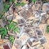 Pudełka, w których były zwierzęta, złodzieje ukryli w lesie. Fot. Zdjęcie operacyjne Policji