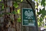 Gmina Zbąszyń: Pomnik przyrody. Sosna "Gruba Matka" Perzyny - 06.06.2022 [Zdjęcia]