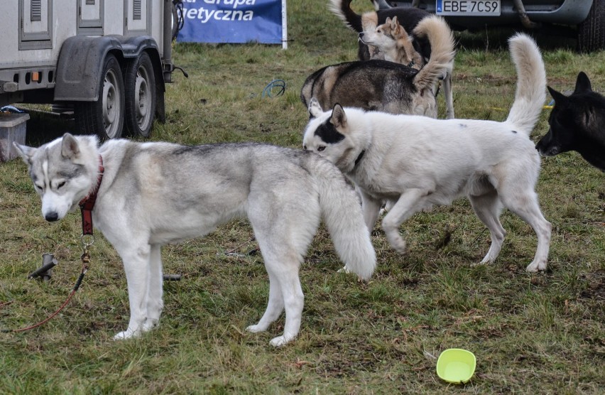 Mistrzostwa Polski psich zaprzęgów w Koźlu