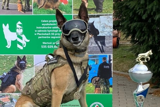 Extreme służy w Nowym Sączu od około czterech lat. Utalentowany owczarek bierze udział w wielu różnych akcjach wspomagając swojego przewodnika