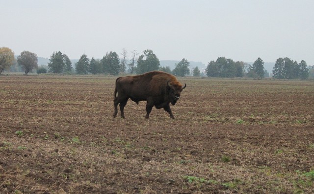 To przepiękne zwierzę widziano w poniedziałek (17 października) w Lubczynie (gmina Bogdaniec). Żubr maszerował w stronę Gorzowa.