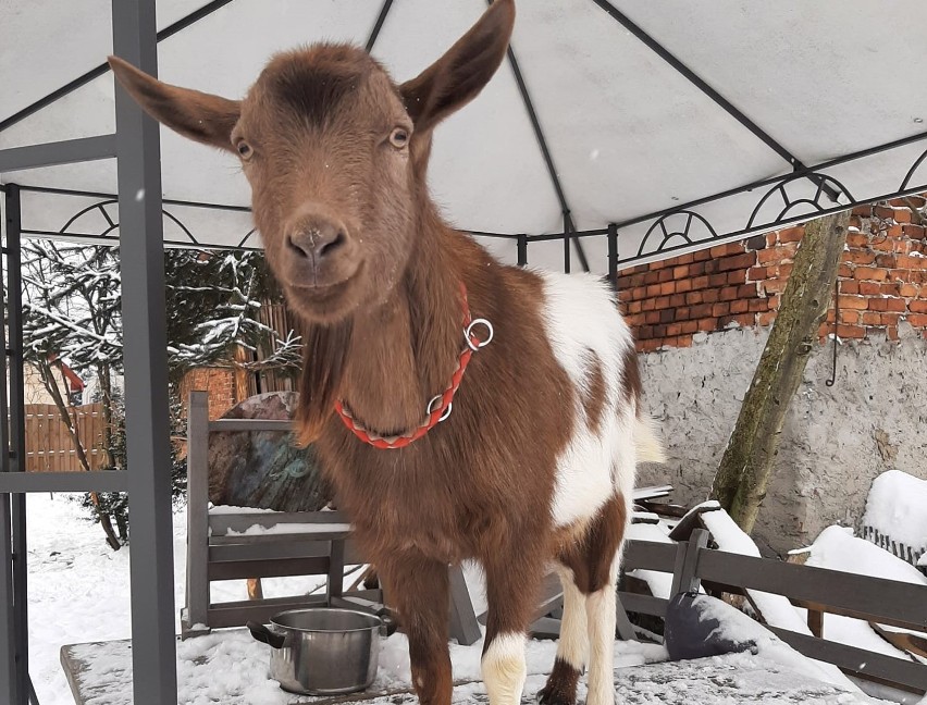 Zimowe zdjęcia zwierzaków oleśniczan. Te czworonogi uwielbiają śnieżne zabawy!