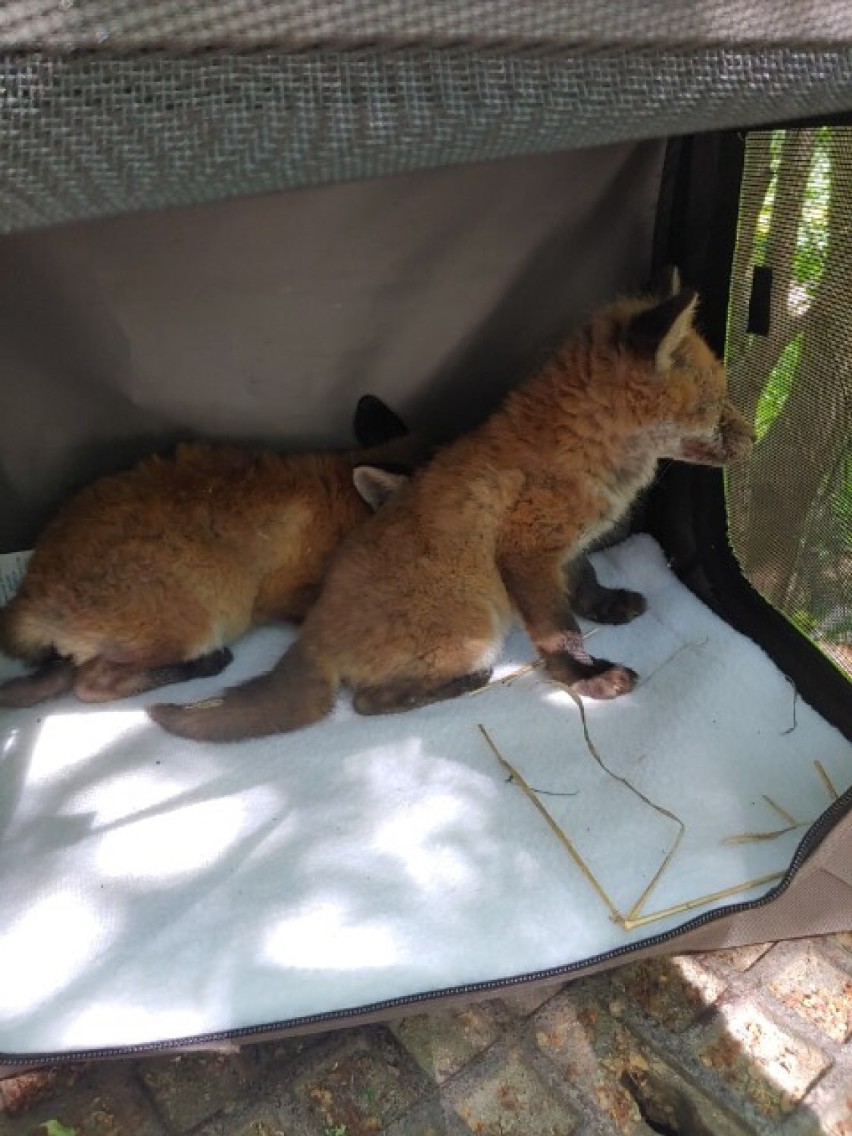 Kolejne dzikie zwierzęta odnalezione w Tarnowie. Tym razem są to małe lisy, o które zatroszczyło się Towarzystwo Opieki nad Zwierzętami